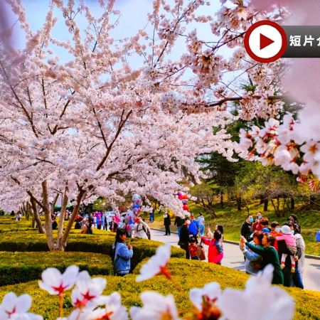 春日東北賞花(大連、丹東、瀋陽)6天純玩之旅 丹東河口~賞桃花、大連櫻花園~賞櫻花、長白島~賞櫻花海棠花、沙地溝~賞杏花、勞動公園~賞櫻花、乘船遊鴨綠江、虎山長城、河口斷橋、瀋陽故宮、採摘士多啤梨