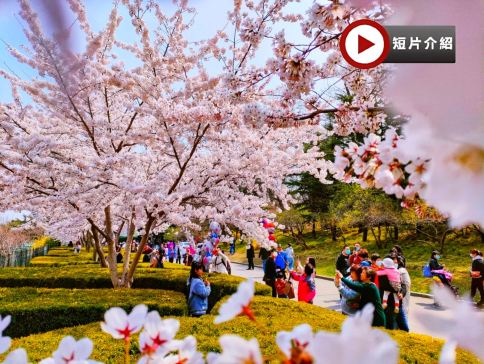 春日東北賞花(大連、丹東、瀋陽)6天純玩之旅 丹東河口~賞桃花、大連櫻花園~賞櫻花、長白島~賞櫻花海棠花、沙地溝~賞杏花、勞動公園~賞櫻花、乘船遊鴨綠江、虎山長城、河口斷橋、瀋陽故宮、採摘士多啤梨