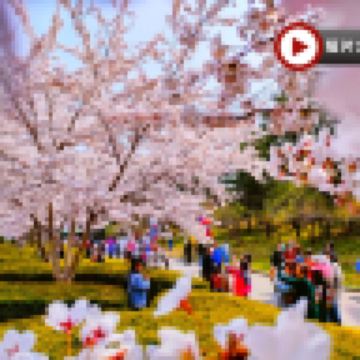 🌸春日東北賞花 (大連、丹東、瀋陽) 6天之旅 丹東河口~賞桃花、大連櫻花園~賞櫻花🌸、長白島~賞櫻花海棠花、沙地溝~賞杏花、乘船遊鴨綠江、虎山長城、河口斷橋、瀋陽故宮、採摘士多啤梨🍓/櫻桃🍒