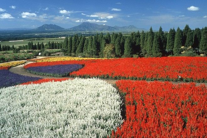 久住花公園鼠尾草