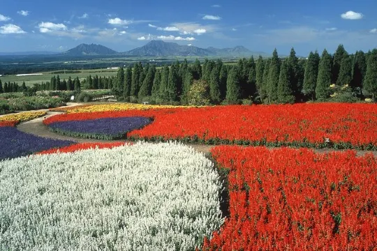 久住花公園鼠尾草