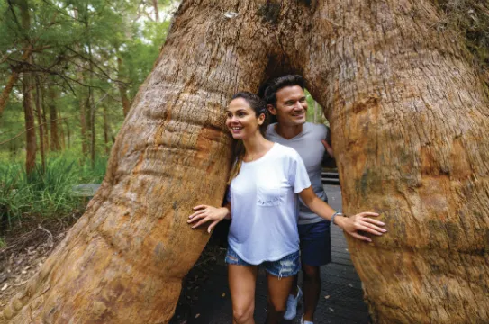 巨人谷樹頂步行道2