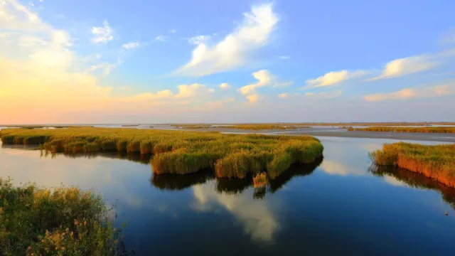 黃河口生態旅游區
