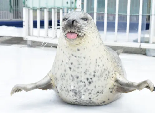 紋別海豹館