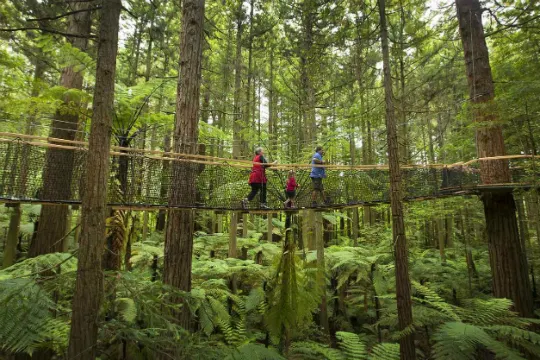 紅木樹林空中健步行