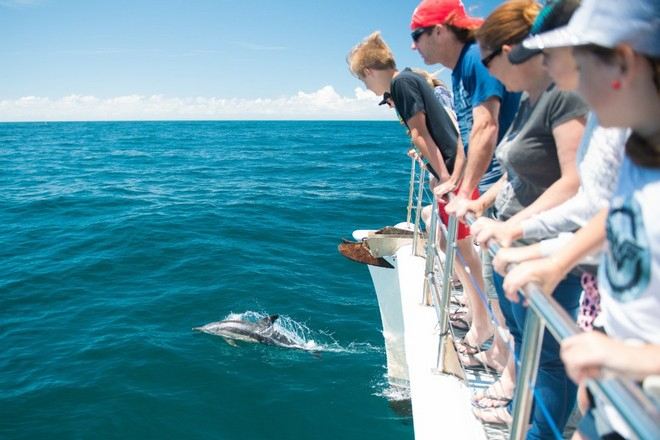 史提芬斯港~海豚觀賞