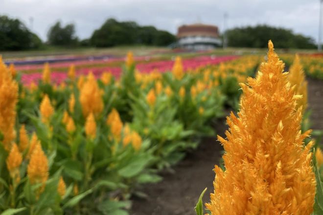 網走花之天堂 Hana‧Tento