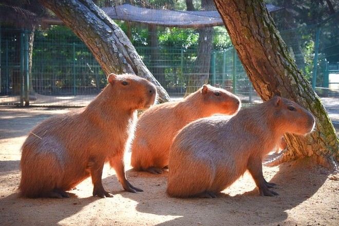 海之中道海濱公園_水豚