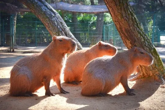 海之中道海濱公園_水豚