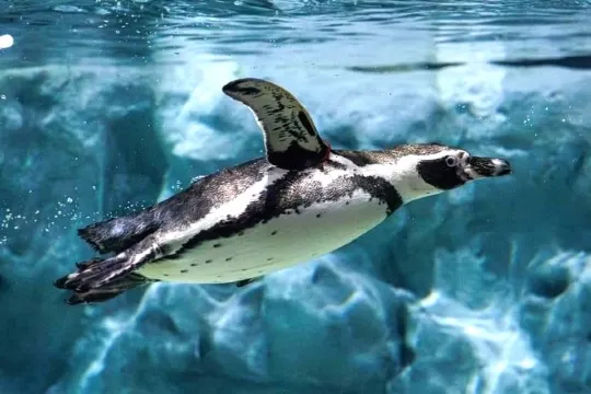 DMM Kariyushi水族館