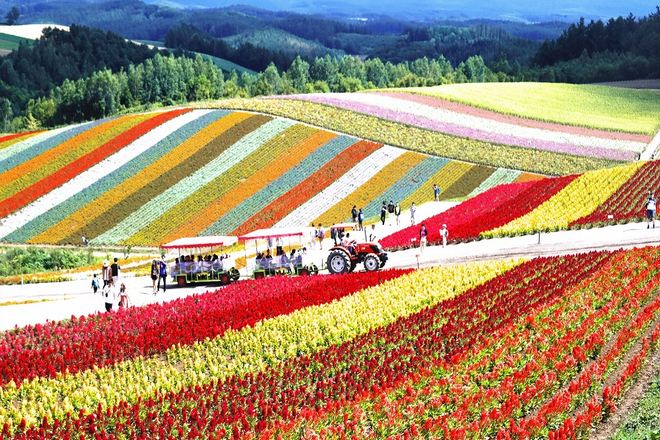 北海道_美瑛花田