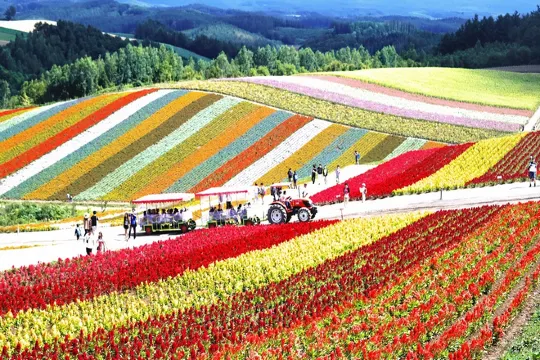 北海道_美瑛花田