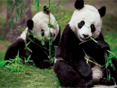 都江堰熊貓樂園