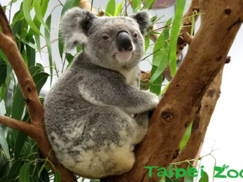 臺北市立動物園