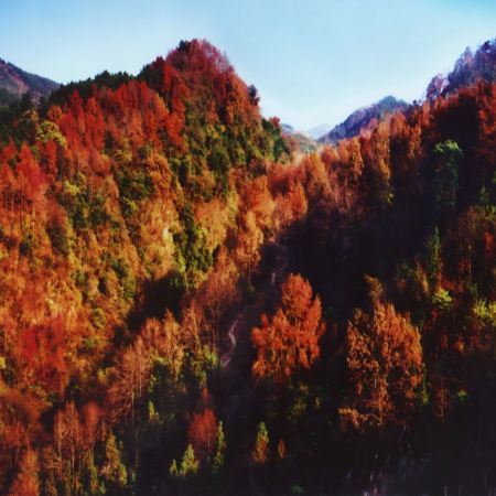 桂林、陽朔深秋月柿4天純玩高鐵團  古東瀑布紅楓、靈川海洋鄉銀杏林、平樂桂江源山莊月柿園、竹筏夜遊遇龍河、原味灕江休閒竹筏、乘船遊一江四湖、東西巷、逍遙樓、陽朔西街