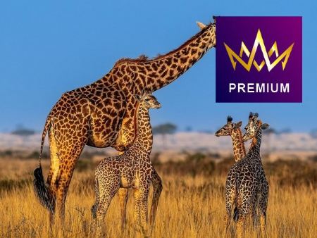 《2024年新船》皇后郵輪~安妮皇后號 南非(開普頓、德本、伊麗莎白港)、留尼旺島(法屬)、 毛里裘斯、斯里蘭卡、馬來西亞、新加坡、香港31天豪華郵輪假期【優遊緻選】【南非開普頓上船，香港啟德泊岸】