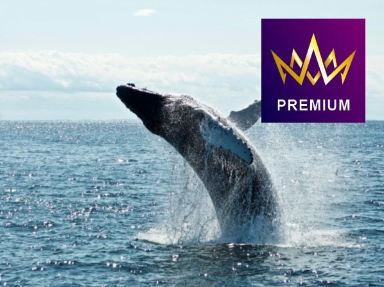 天鵝探索郵輪~織女星號 丹麥(哥本哈根)、挪威 (朗伊爾城、斯瓦爾巴群島)13天北極探索郵輪假期【優遊緻選】