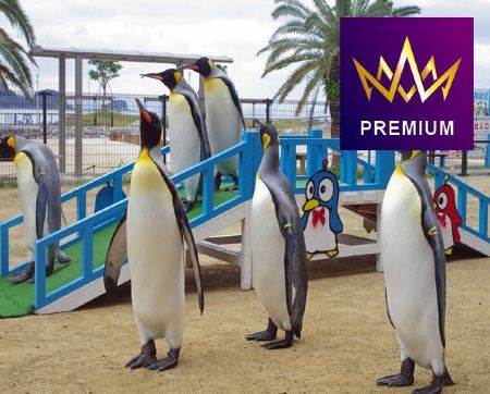 歌詩達郵輪~莎倫娜號 香港、台灣、日本、韓國15天郵輪假期【優遊緻選】【香港啟德郵輪碼頭往返】