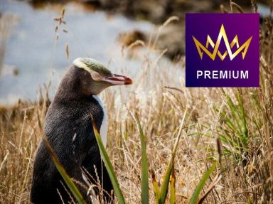 公主郵輪~尋夢公主號 澳洲 (悉尼)、新西蘭 (冰川峽灣國家公園、但尼丁、皮克頓、陶朗加、奧克蘭、島嶼灣)  17天豪華郵輪假期【優遊緻選】