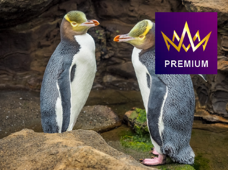 名人郵輪～名人愛極號 澳洲 (悉尼)、新西蘭 (島嶼灣、奧克蘭、陶朗加、納皮爾、威靈頓、 基督城、但尼丁、冰川峽灣國家公園) 16天郵輪豪華假期【優遊緻選】