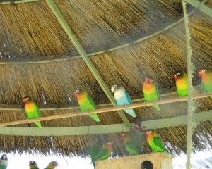 香港-温得和克自由行 南非航空公司+烏蘭德酒店