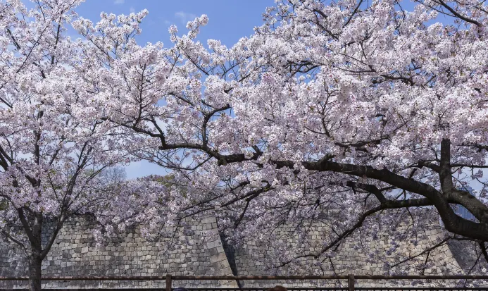 大阪城天守閣與大阪城公園景緻 大阪城天守閣與大阪城公園景緻