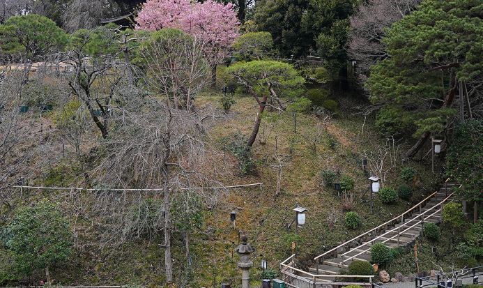 芝