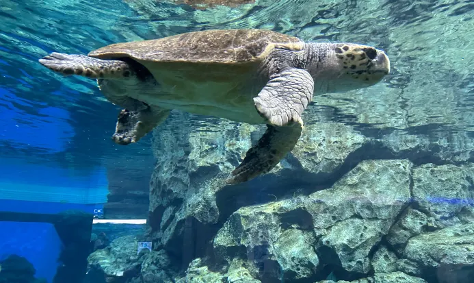 名古屋港水族館的海洋生物展示區 名古屋港水族館的海洋生物展示區