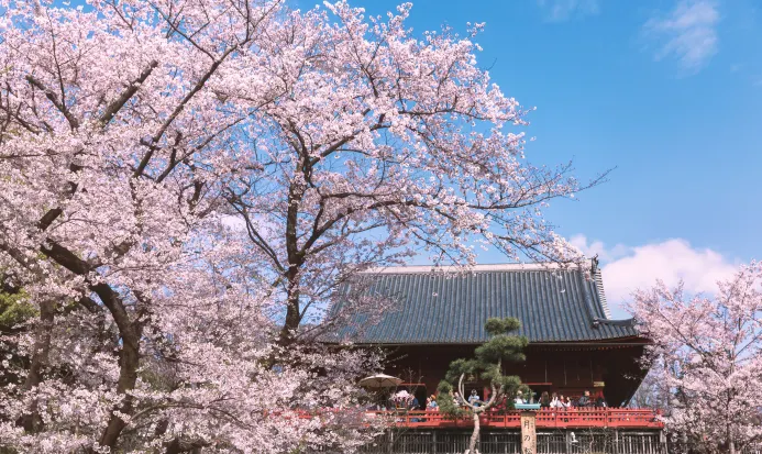 上野恩賜公園春日花壇景緻