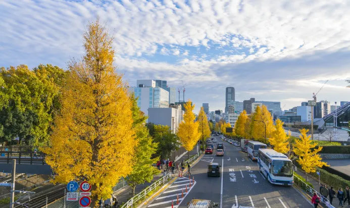 明治神宮外苑銀杏並木的秋日街景 明治神宮外苑銀杏並木的秋日街景