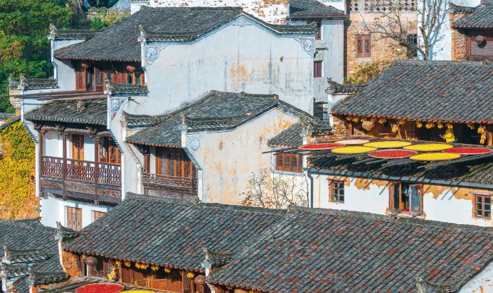 婺源篁嶺景區秋日層林與曬秋色彩交織 婺源篁嶺景區秋日層林與曬秋色彩交織