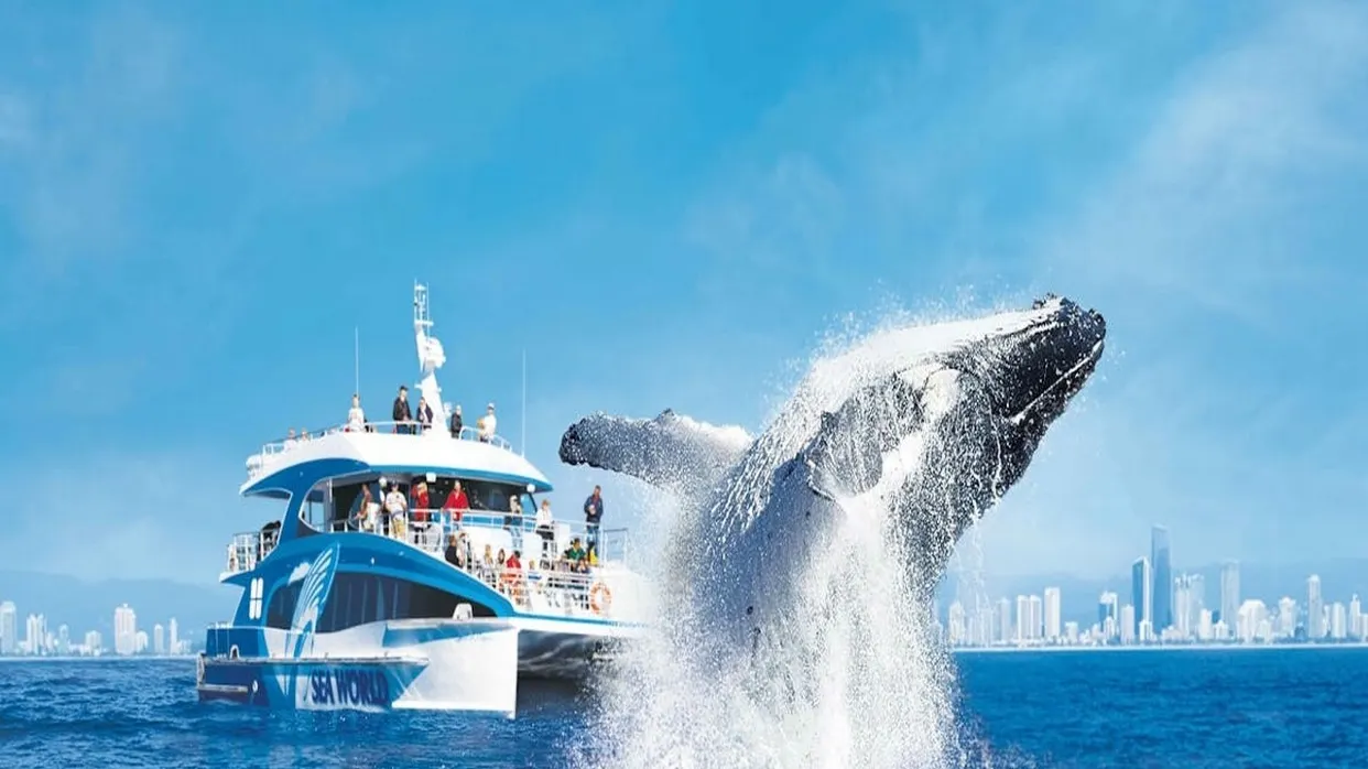 Sea World Cruises 觀鯨之旅