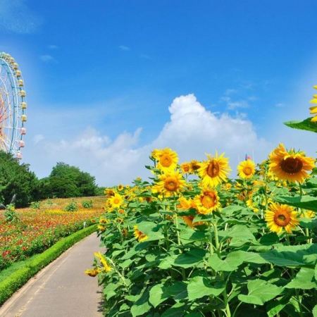 東京、輕井澤、鎌倉 悠閒賞景6天之旅   日立海濱公園浪漫花海、佐原水鄉、白絲瀑布、鬼押出園火山岩奇景、鶴岡八幡宮、「日本國寶」高德院~鎌倉大佛、1晚輕井澤溫泉酒店