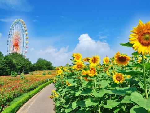 東京、輕井澤、鎌倉 悠閒賞景6天之旅   日立海濱公園浪漫花海、佐原水鄉、白絲瀑布、鬼押出園火山岩奇景、鶴岡八幡宮、「日本國寶」高德院~鎌倉大佛、1晚輕井澤溫泉酒店