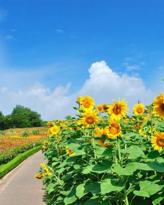 東京、輕井澤、鎌倉 悠閒賞景6天之旅   日立海濱公園浪漫花海、佐原水鄉、白絲瀑布、鬼押出園火山岩奇景、鶴岡八幡宮、「日本國寶」高德院~鎌倉大佛、1晚輕井澤溫泉酒店