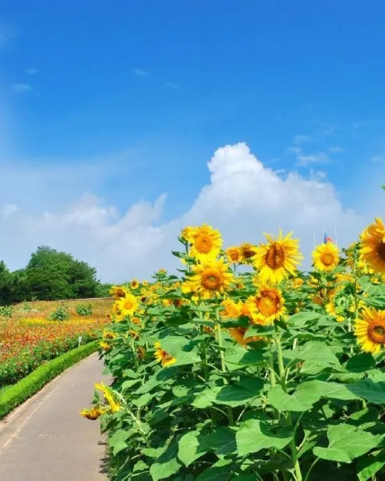 東京、輕井澤、鎌倉 悠閒賞景6天之旅 日立海濱公園浪漫花海、佐原水鄉、白絲瀑布、鬼押出園火山岩奇景、鶴岡八幡宮、「日本國寶」高德院~鎌倉大佛、1晚輕井澤溫泉酒店
