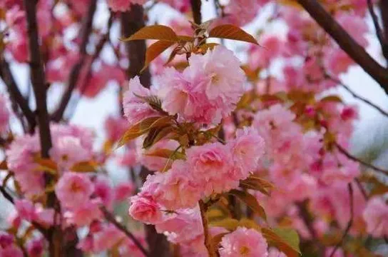 天適櫻花悠樂園