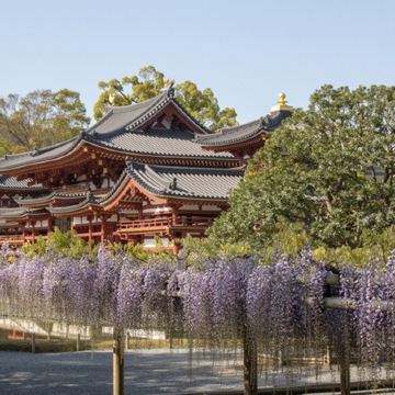 京阪神 春日花見6天寫意之旅~  美山町~茅屋之里、「世界文化遺產」平等院(賞櫻及紫籐花)、嵐山風景區~渡月橋/嵐電櫻花列車、「賞櫻名所百選」紀三井寺、和歌山電鐵貓站長車站~乘特色觀光列車