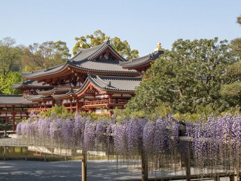 京阪神 春日花見6天寫意之旅~  美山町~茅屋之里、「世界文化遺產」平等院(賞櫻及紫籐花)、嵐山風景區~渡月橋/嵐電櫻花列車、「賞櫻名所百選」紀三井寺、和歌山電鐵貓站長車站~乘特色觀光列車