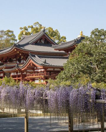 京阪神 春日花見6天寫意之旅~  美山町~茅屋之里、「世界文化遺產」平等院(賞櫻及紫籐花)、嵐山風景區~渡月橋/嵐電櫻花列車、「賞櫻名所百選」紀三井寺、和歌山電鐵貓站長車站~乘特色觀光列車