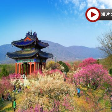 🌸[江南純玩](南京、揚州、無錫、蘇州、宜興) 春日賞花6天團 黿頭渚賞櫻/榮氏梅園、梅花山賞梅/南京中山植物園、宜興窯湖小鎮、龍行水秀表演、瘦西湖、個園、拈花灣、平江路歷史街區、留園、玄武湖公園