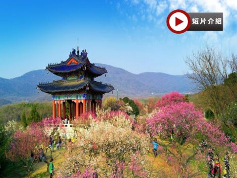 🌸[江南純玩](南京、揚州、無錫、蘇州、宜興) 春日賞花6天團 黿頭渚賞櫻/榮氏梅園、梅花山賞梅/南京中山植物園、宜興窯湖小鎮、龍行水秀表演、瘦西湖、個園、拈花灣、平江路歷史街區、留園、玄武湖公園