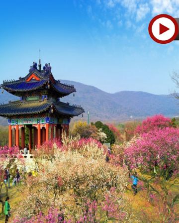 🌸[江南純玩](南京、揚州、無錫、蘇州、宜興) 春日賞花6天團 黿頭渚賞櫻/榮氏梅園、梅花山賞梅/南京中山植物園、宜興窯湖小鎮、龍行水秀表演、瘦西湖、個園、拈花灣、平江路歷史街區、留園、玄武湖公園