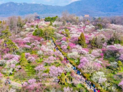 [1月26日 西九龍首發南京南站] 南京、溧陽、蘇州、無錫6天純玩高鐵團  南京梅花山、佛教名山牛首山、明城牆、惠山古鎮、寄暢園、獅子林梅花蠟梅、禪意小鎮拈花灣、平江路茶館聽評彈、天目湖涵田溫泉