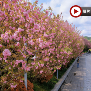 張家界、鳳凰古城、春季賞櫻🌸5天純玩高鐵團  張家界(天門山國家森林公園+天子山+袁家界、無人機航拍、寶峰湖遊船、金鞭溪、空中田園)、《魅力湘西》表演、鳳凰古城、澧水河岸賞櫻、土家足浴