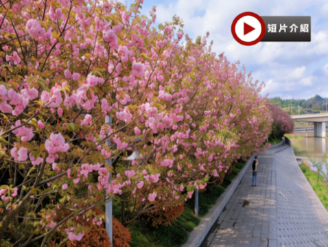 張家界、鳳凰古城、春季賞櫻🌸5天純玩高鐵團  張家界(天門山國家森林公園+天子山+袁家界、無人機航拍、寶峰湖遊船、金鞭溪、空中田園)、《魅力湘西》表演、鳳凰古城、澧水河岸賞櫻、土家足浴