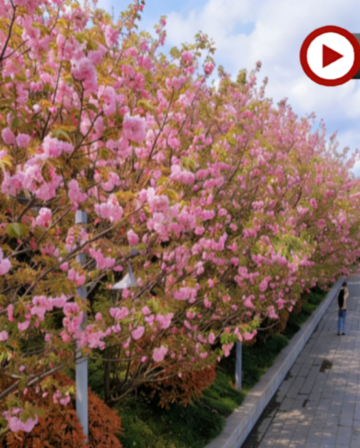 張家界、鳳凰古城、春季賞櫻🌸5天純玩高鐵團  張家界(天門山國家森林公園+天子山+袁家界、無人機航拍、寶峰湖遊船、金鞭溪、空中田園)、《魅力湘西》表演、鳳凰古城、澧水河岸賞櫻、土家足浴