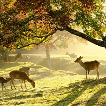 大阪、奈良、和歌山 春日美景5天之旅    「賞櫻名所」「世界文化遺產」姬路城及奈良東大寺、神鹿公園、「日本百大名城」 和歌山城、勝尾寺)、箕面瀑布