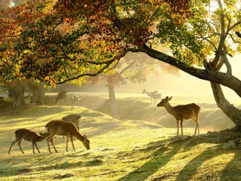 大阪、奈良、和歌山 春日美景5天之旅  【尊享香港航空貴賓室】  「賞櫻名所」「世界文化遺產」姬路城及奈良東大寺、神鹿公園、「日本百大名城」 和歌山城、勝尾寺)、箕面瀑布