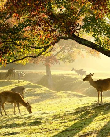 大阪、奈良、和歌山 春日美景5天之旅    「賞櫻名所」「世界文化遺產」姬路城及奈良東大寺、神鹿公園、「日本百大名城」 和歌山城、勝尾寺)、箕面瀑布